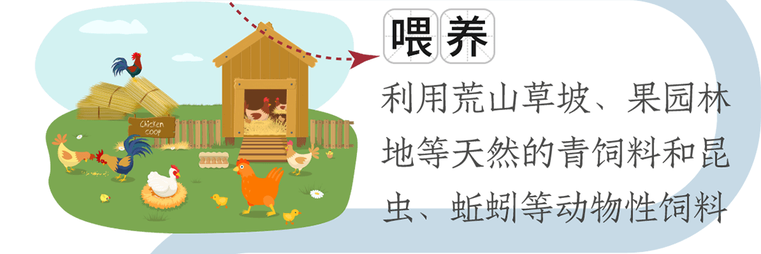 喂養。利用荒山草坡、果園林地等天然的青飼料和昆蟲、蚯蚓等動物性飼料