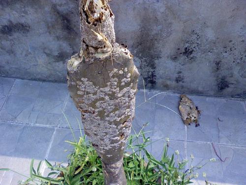 潮流新作三星雙模滑蓋智能機i839試用(6)