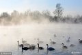 ؕrg201811922գ_˹̩߅^Zo^Zˮ⿝@ɾZwhooper swanȻ^Ⱥґ