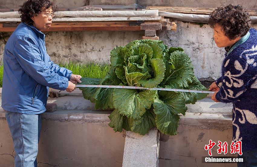 8ѮС^(q)ڲ˳NһЩײˣһºһwײˏĲ˳صˮpD˳@wײԽLԽ~ֱѽ(jng)^һס  (3).jpg